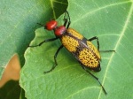 Iron Cross Blister Beetle Infestation Warning [Canada]